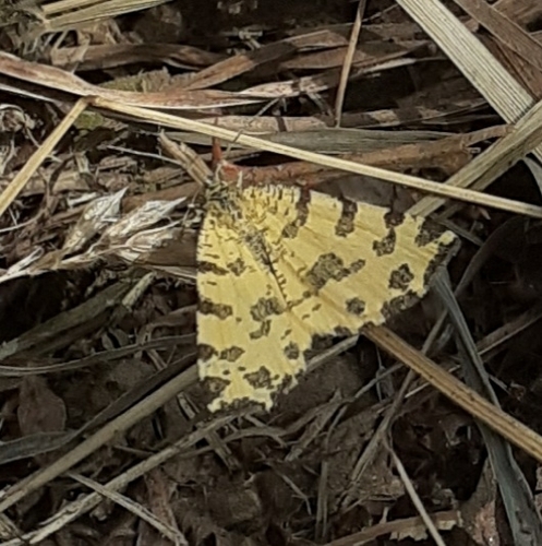 Photo of Speckled Yellow (Pseudopanthera macularia)