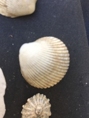 Clinocardium nuttallii