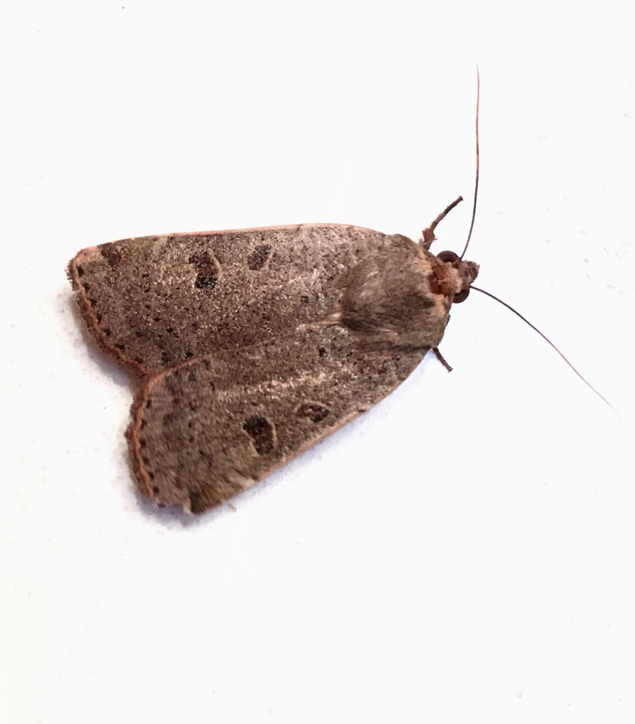 Noctuini