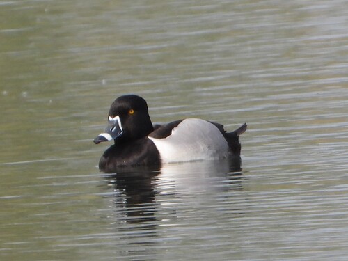 Ring-necked Duck, JQQX+46M, Heerhugowaard, Holandia, photo 7 of 10
