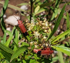 Chauliognathus lecontei