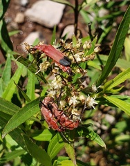 Chauliognathus lecontei