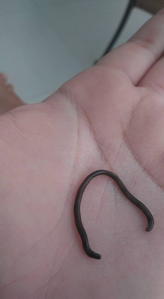 Puerto Rican Worm Snake