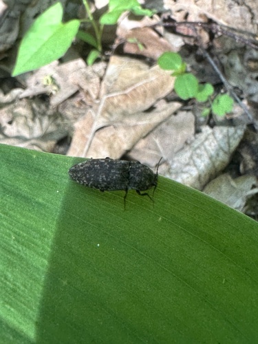 Photo of Mottled dingy-brown click beetle (Agrypnus murinus)