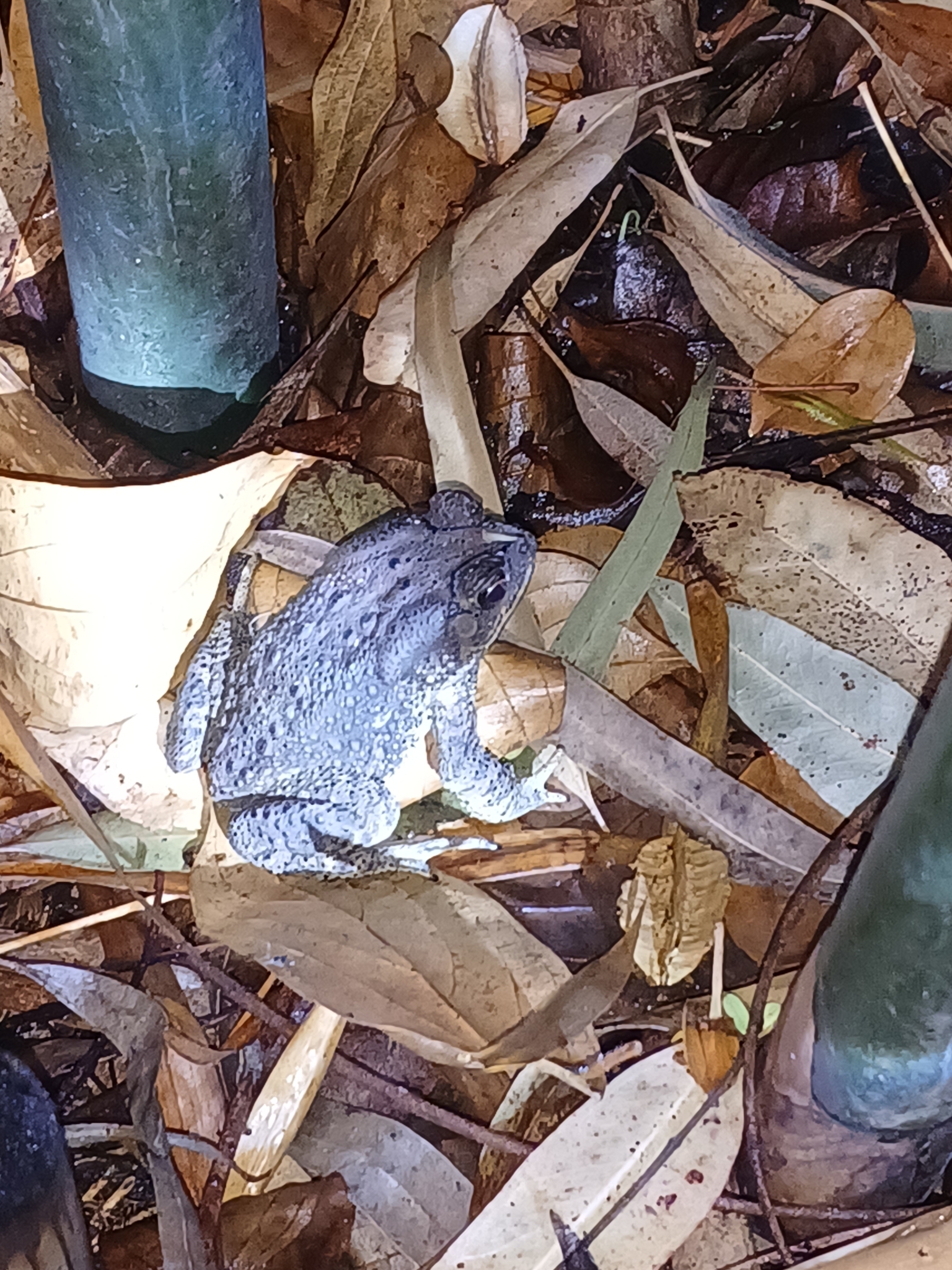 Indian Common True Toad