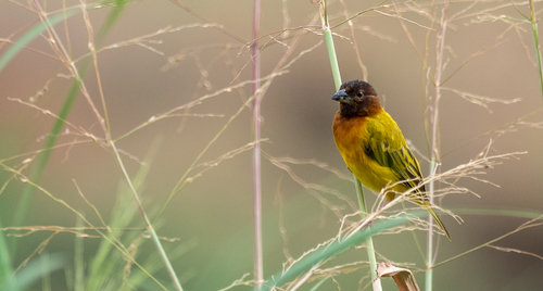 Juba Weaver (Ploceus dichrocephalus)