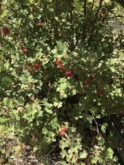 Ribes roezlii roezlii