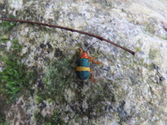 Austrochorina consularis