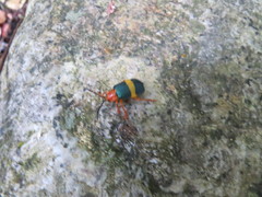 Austrochorina consularis