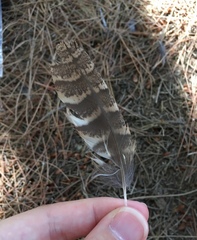 Otus scops