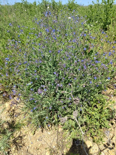 Image of Anchusa azurea by (c) Benoit NABHOLZ, some rights reserved (CC BY-SA)