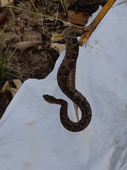 Bothrops marmoratus