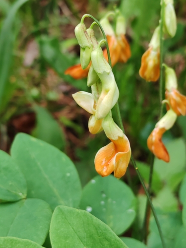 Image of Lathyrus laevigatus by (c) Ljaž, some rights reserved (CC BY)