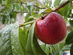 Prunus persica persica