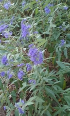 Caryopteris × clandonensis