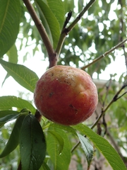 Prunus persica persica