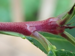 Prunus persica persica