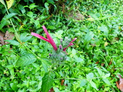 Dianthera secunda
