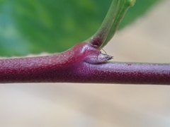 Prunus persica persica