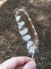 Athene noctua indigena