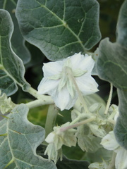 Solanum marginatum