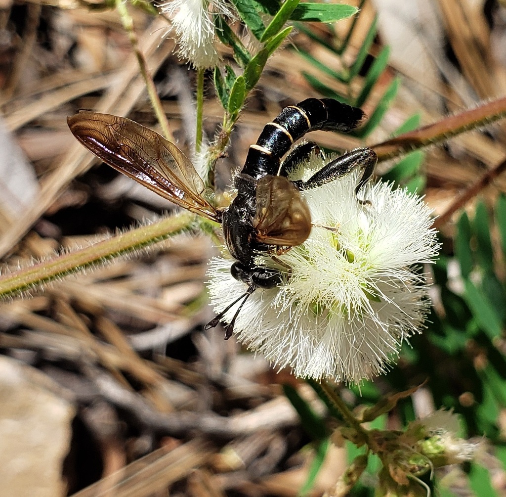 Mydas arizonensis
