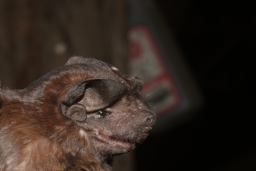 Sinaloan Mastiff Bat (Molossus sinaloae)