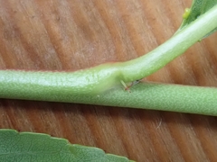 Prunus persica persica