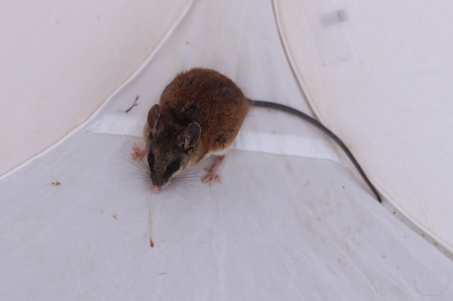 Jalisco Deermouse (Peromyscus chrysopus)