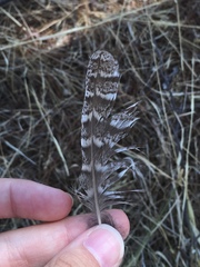 Otus scops