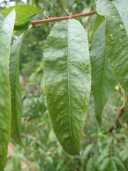 Prunus persica persica