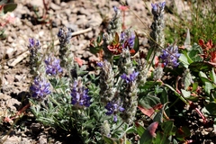 Lupinus lepidus sellulus