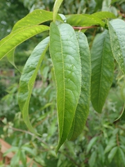 Prunus persica persica