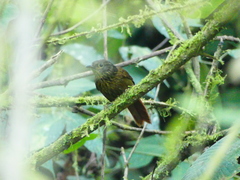 Syndactyla subalaris