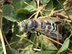 Bembix americana comata