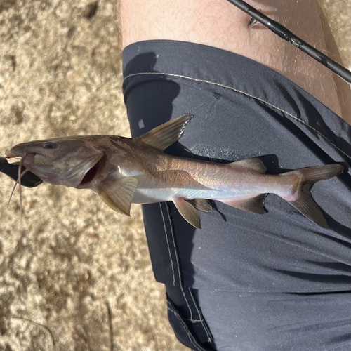 Flathead sea catfish (Notarius planiceps) — Ariidae