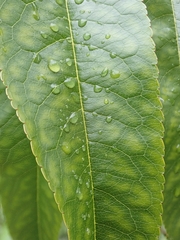 Prunus persica persica