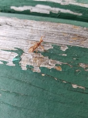 Acholla multispinosa