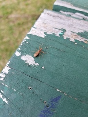 Acholla multispinosa