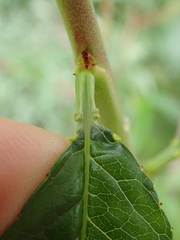 Prunus persica persica