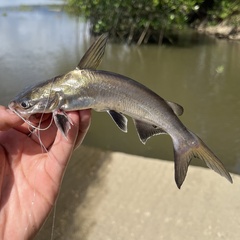 Tete Sea Catfish photo 1