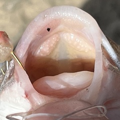 Tete Sea Catfish photo 2
