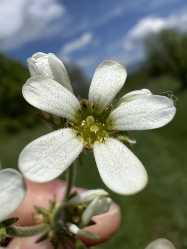 Bulbous Saxifrage (Saxifraga bulbifera)