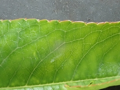 Prunus persica persica