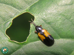 Cephaloleia fulvipes