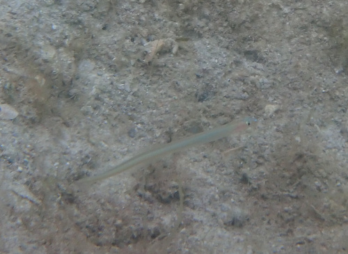 Gunnellichthys viridescens observed 2025-04-13