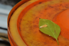 Scirpophaga incertulas