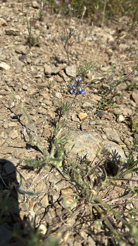 iNaturalist observation photo of Miniature Lupine
