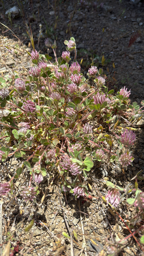 iNaturalist observation photo of Rose Clover
