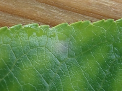 Prunus persica persica